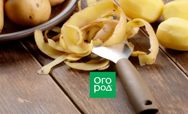 Картофельные очистки: чем полезны и как их использовать на даче
