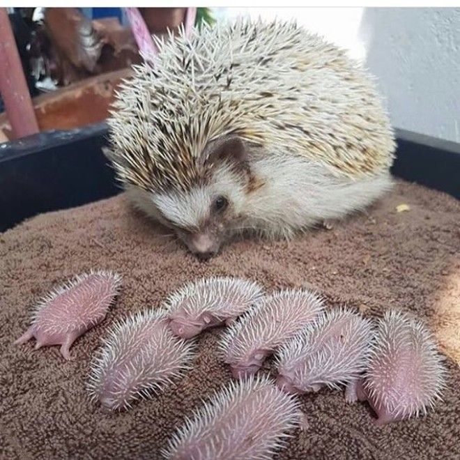 Вероятность того, что вы уже видели подобное, стремится к нулю