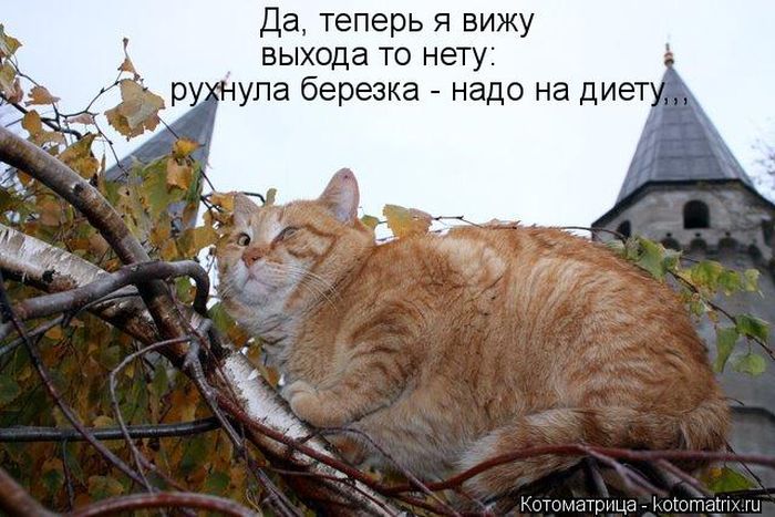Котоматрицы великолепные, каждая с кусочком тепла, позитива и улыбкой! Котоматрицы великолепные, каждая с кусочком тепла, позитива и улыбкой!