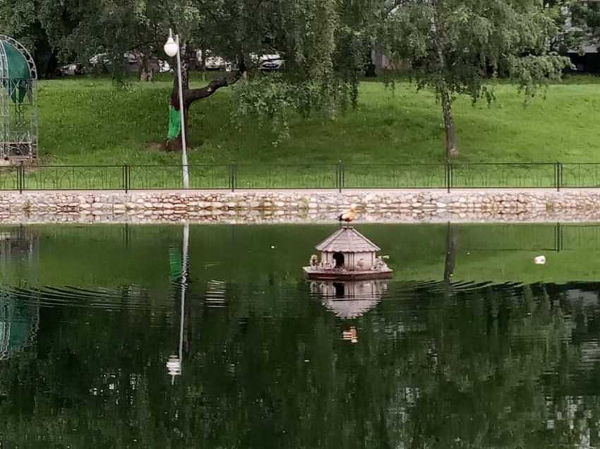 У семьи огарей на Дегунинском пруду – пополнение!