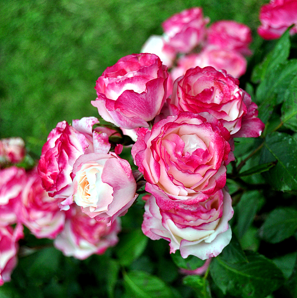 Роза парковая что это за сорт фото и описание