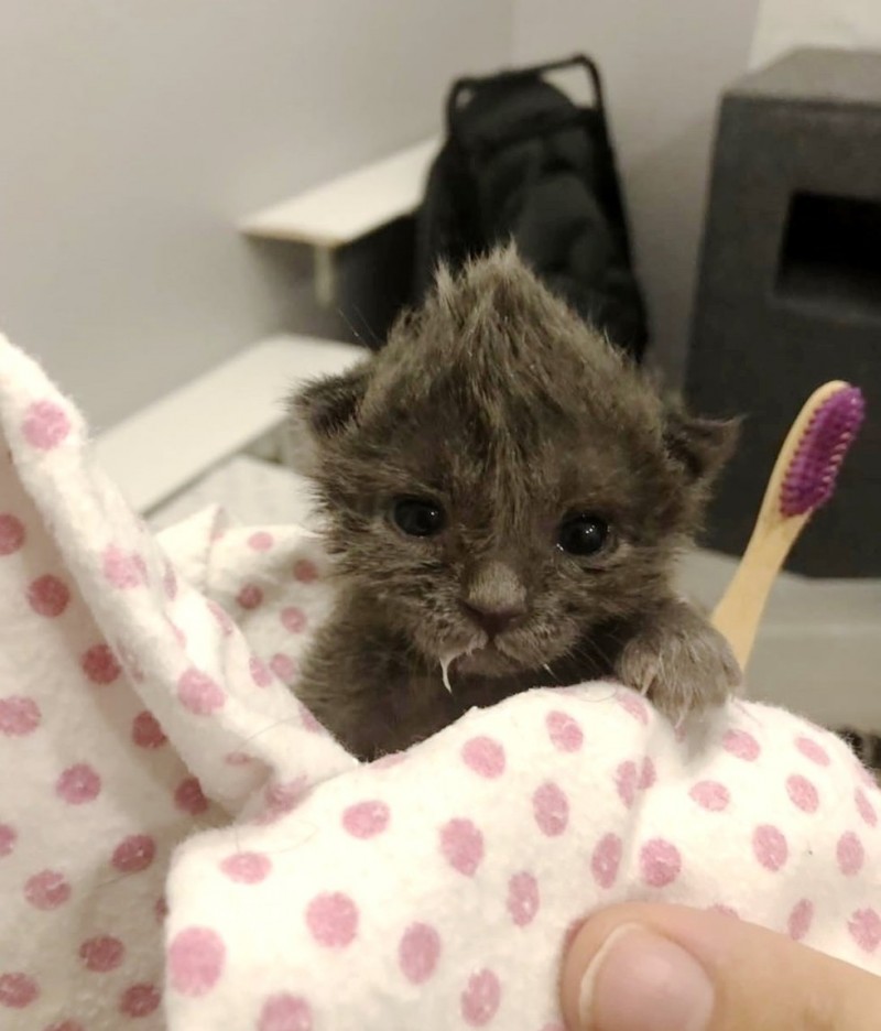 Котенок с милым хохолком на голове не хотел пить молоко, но очень хотел жить Котенок с милым хохолком на голове не хотел пить молоко, но очень хотел жить