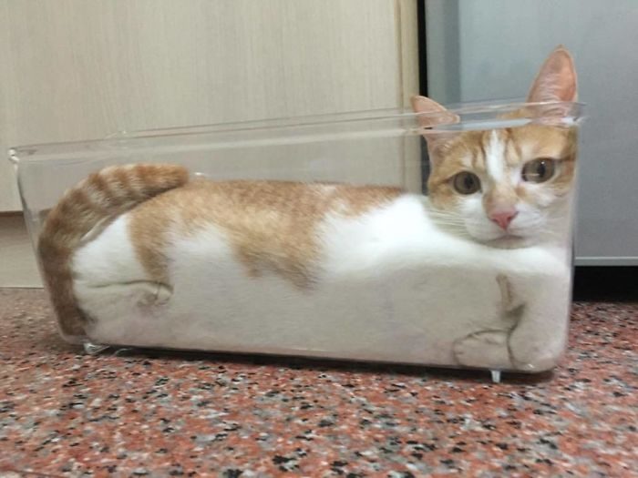 Кошки, которые любят сидеть в самых не подходящих для этого местах