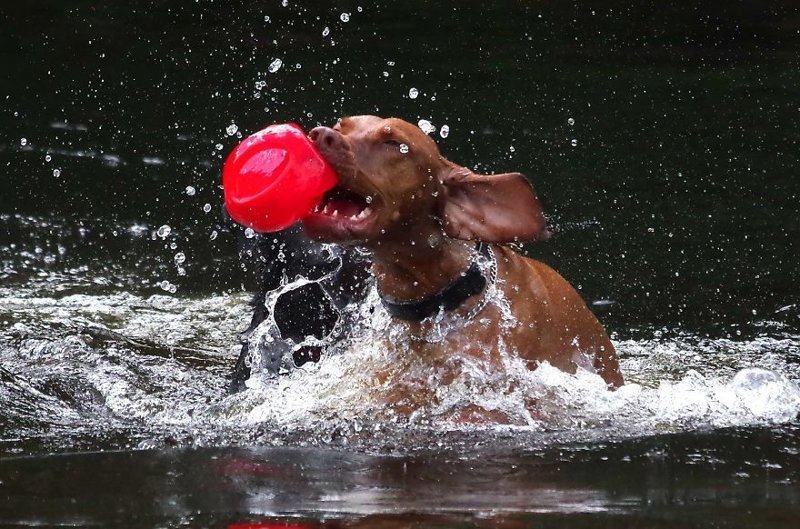Водное поло Водное поло весело, вода, животные, забавно, мило, собаки, собачьи игры, фото