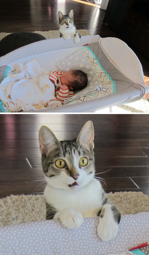 11. "ЧТО ЭТО, ХОЗЯИН?!" 11. "ЧТО ЭТО, ХОЗЯИН?!" животные, коты
