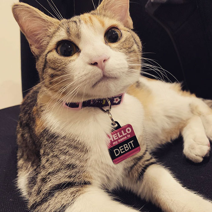 коты живут в офисе кот на столе