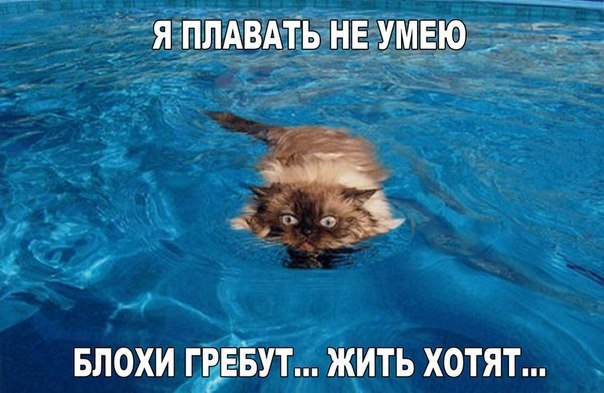 Идут по дороге Белоснежка, Дюймовочка и Шрек... Идут по дороге Белоснежка, Дюймовочка и Шрек...