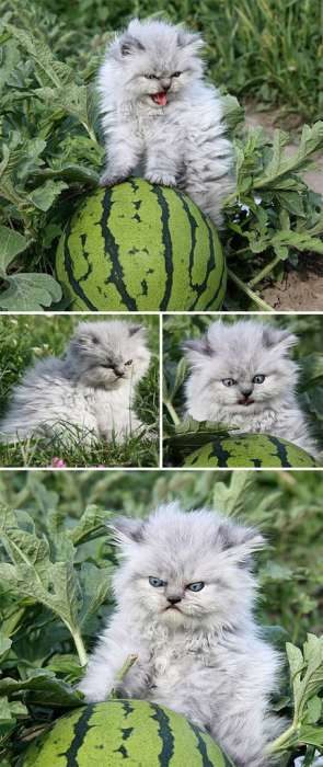 Маленькие злючки