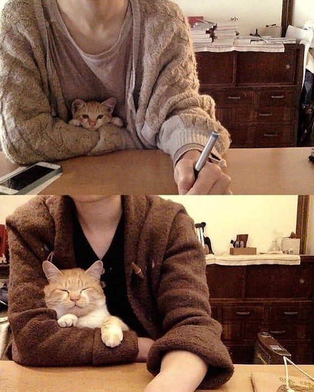 смешные коты кот с хозяйкой
