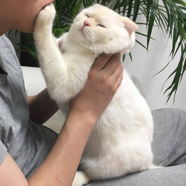 Животные, которые плевали на все ваши правила