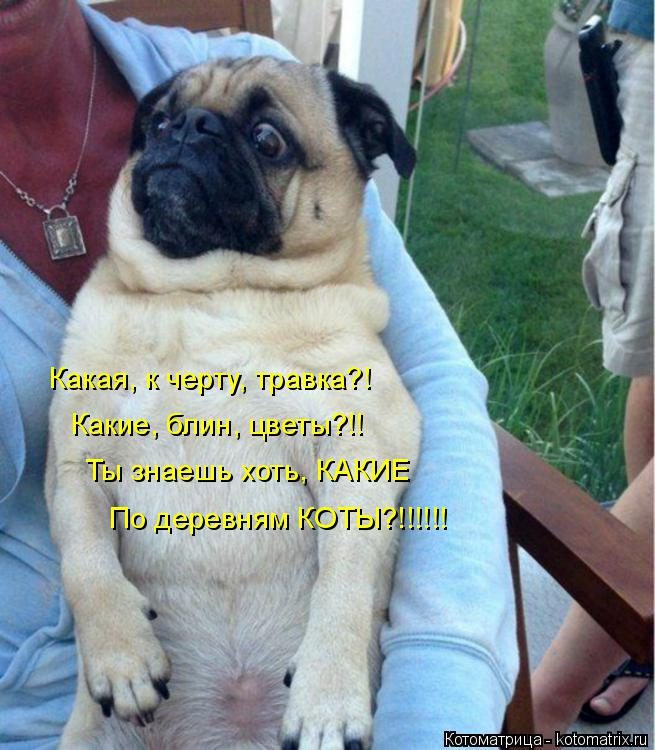 Самые смешные котоматрицы за прошедшую неделю Самые смешные котоматрицы за прошедшую неделю