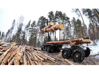 Как остановить массовое воровство российского леса для Китая Как остановить массовое воровство российского леса для Китая