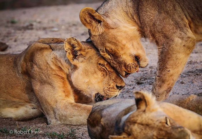 Wildlife-photography-robert-irwin