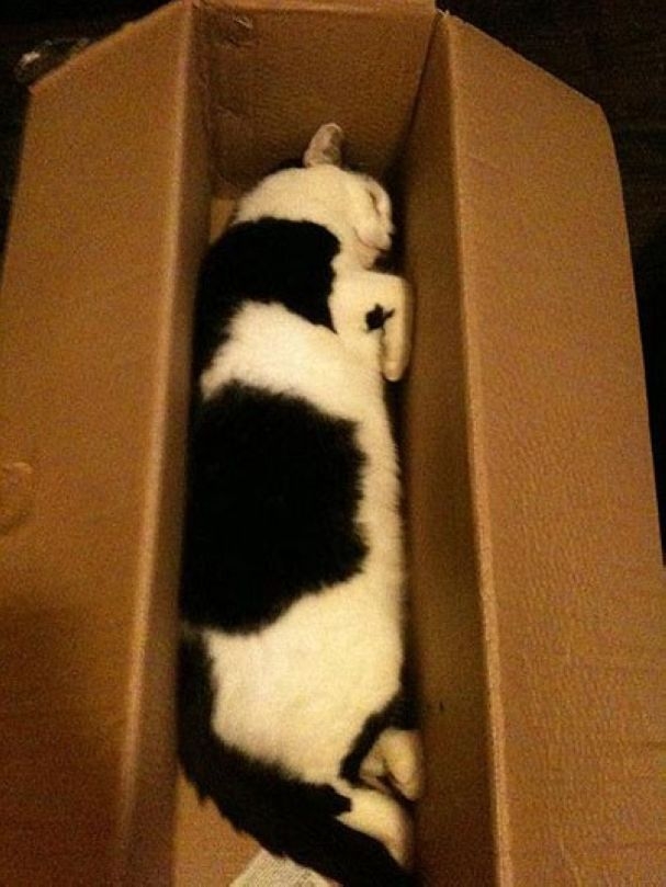 кошки уснувшие в неожиданных местах, спящие коты