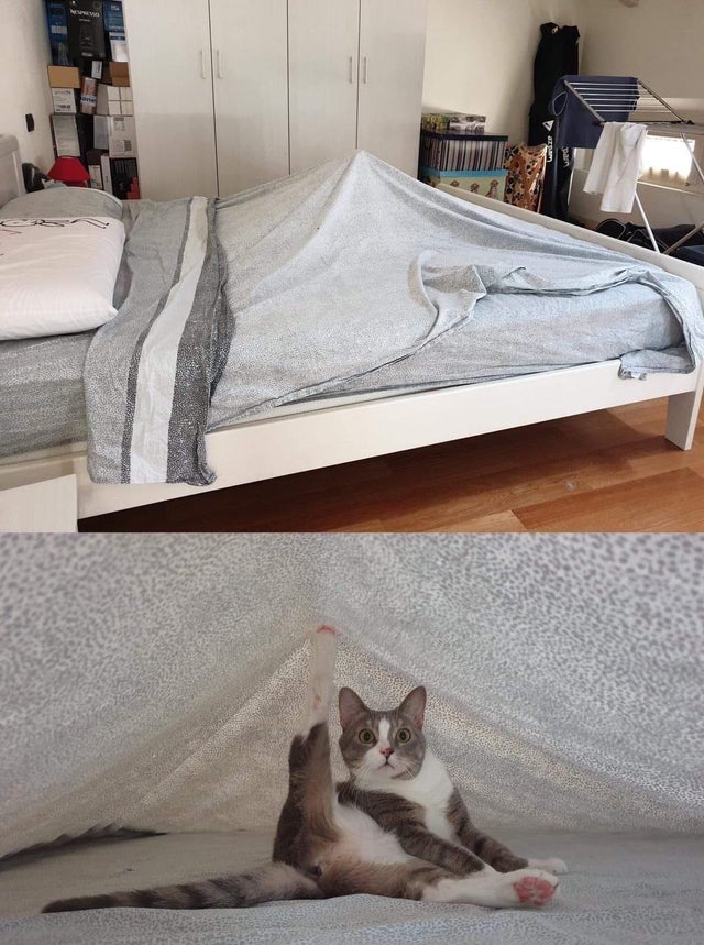 коты наглеют кот под одеялом