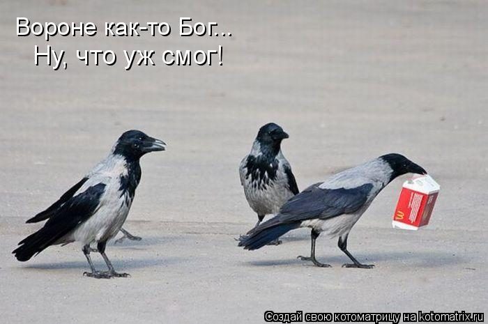 Самые смешные котоматрицы за прошедшую неделю Самые смешные котоматрицы за прошедшую неделю
