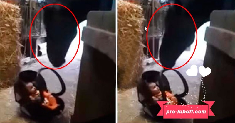 Ничто человеческом им не чуждо! Малыша оставили в конюшне… Ничто человеческом им не чуждо! Малыша оставили в конюшне…