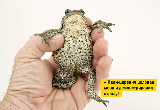 Если не кот, то кто? Неожиданные животные, которых раньше держали в домах Если не кот, то кто? Неожиданные животные, которых раньше держали в домах' data-src='https://www.maximonline.ru/images/th/100/18/98179-OTUxZmQxYjEzNw.jpg