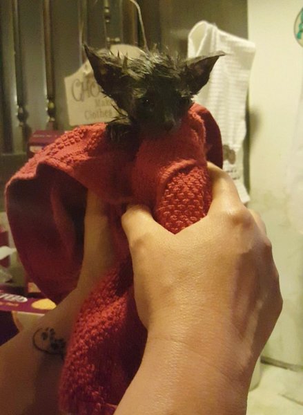 Люди подобрали крошечного больного котёнка и уже везли его в приют, но у малыша были другие планы Люди подобрали крошечного больного котёнка и уже везли его в приют, но у малыша были другие планы