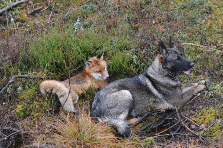 Sniffer fox and Tinni, дружба между лисой и собакой