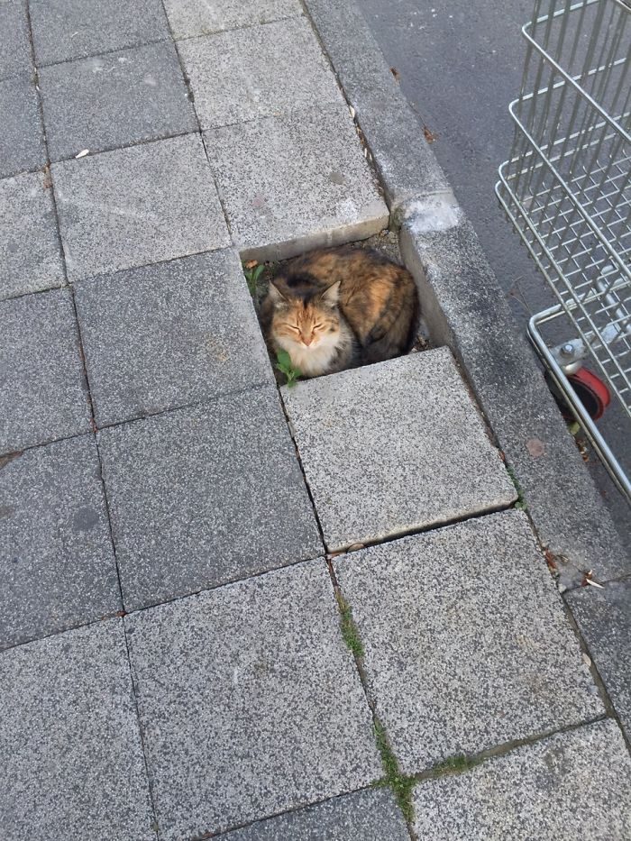 Кошки, которые любят сидеть в самых не подходящих для этого местах