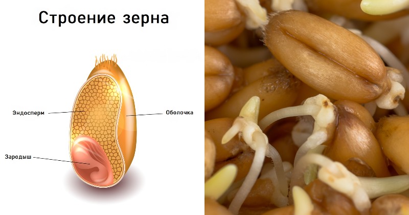 10 самых мощных семян для человека (чтобы забыть, как выглядит больница) 10 самых мощных семян для человека (чтобы забыть, как выглядит больница)