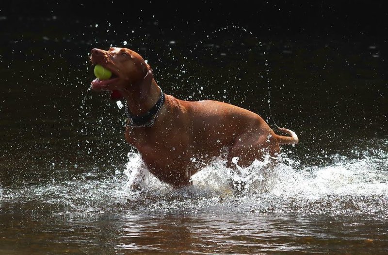 Мяч взят Мяч взят весело, вода, животные, забавно, мило, собаки, собачьи игры, фото