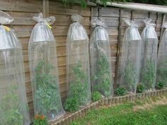 Пластиковые бутылки на даче pinterest, дача, пластиковые бутылки, длиннопост