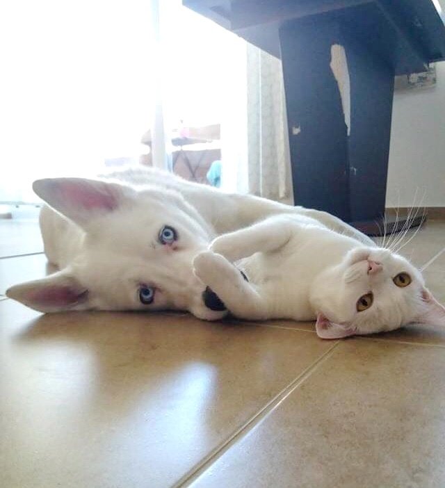 Без кота и жизнь не та