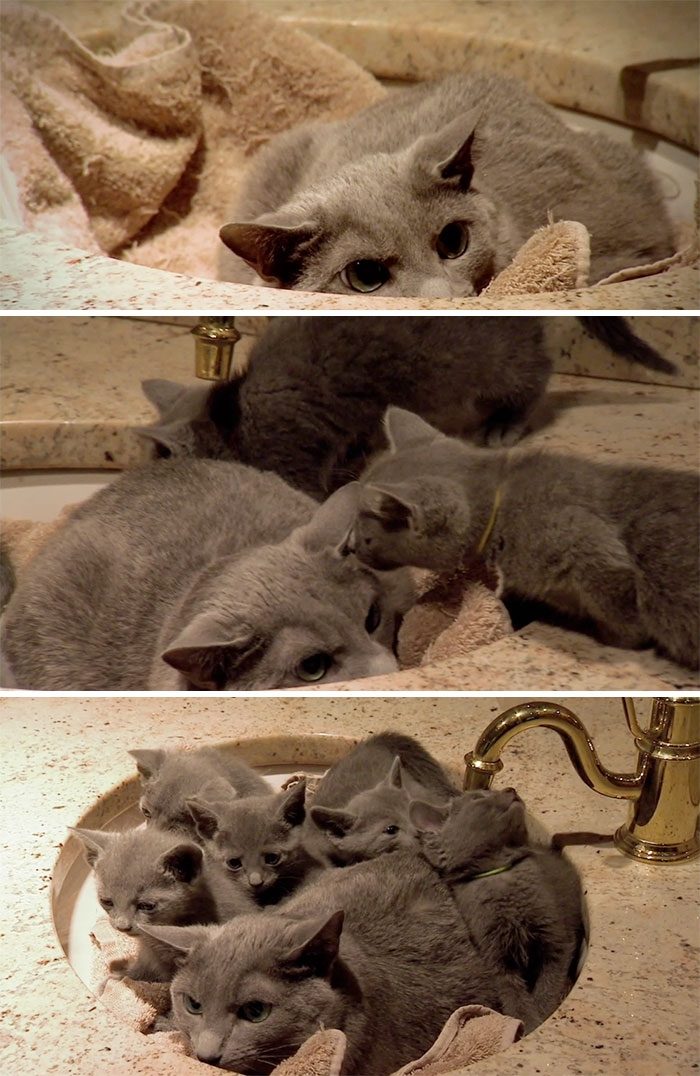 Кошки, которые любят сидеть в самых не подходящих для этого местах