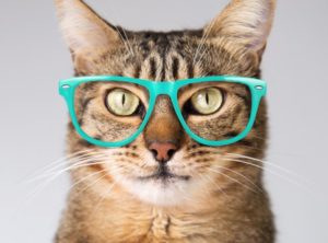 440x326_21_3a2ec351e99b2f6d213e25d2fa556eae@690x460_0xc0a8392b_12683104171487700569 10 неожиданных признаков высокого интеллекта