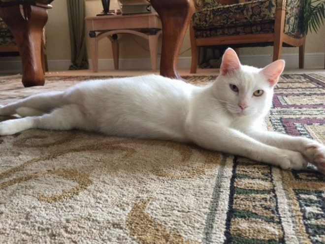 белый котик кот