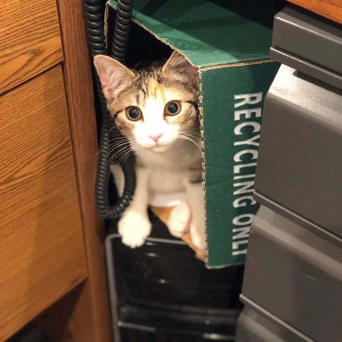 коты живут в офисе кот в коробке