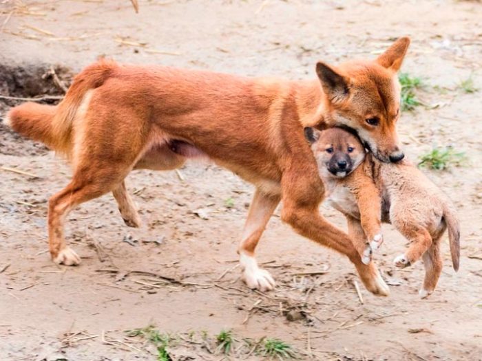 Чистота породы под угрозой. /Фото:zoozoo.hu Чистота породы под угрозой. /Фото:zoozoo.hu