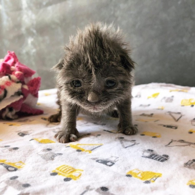 Котенок с милым хохолком на голове не хотел пить молоко, но очень хотел жить Котенок с милым хохолком на голове не хотел пить молоко, но очень хотел жить