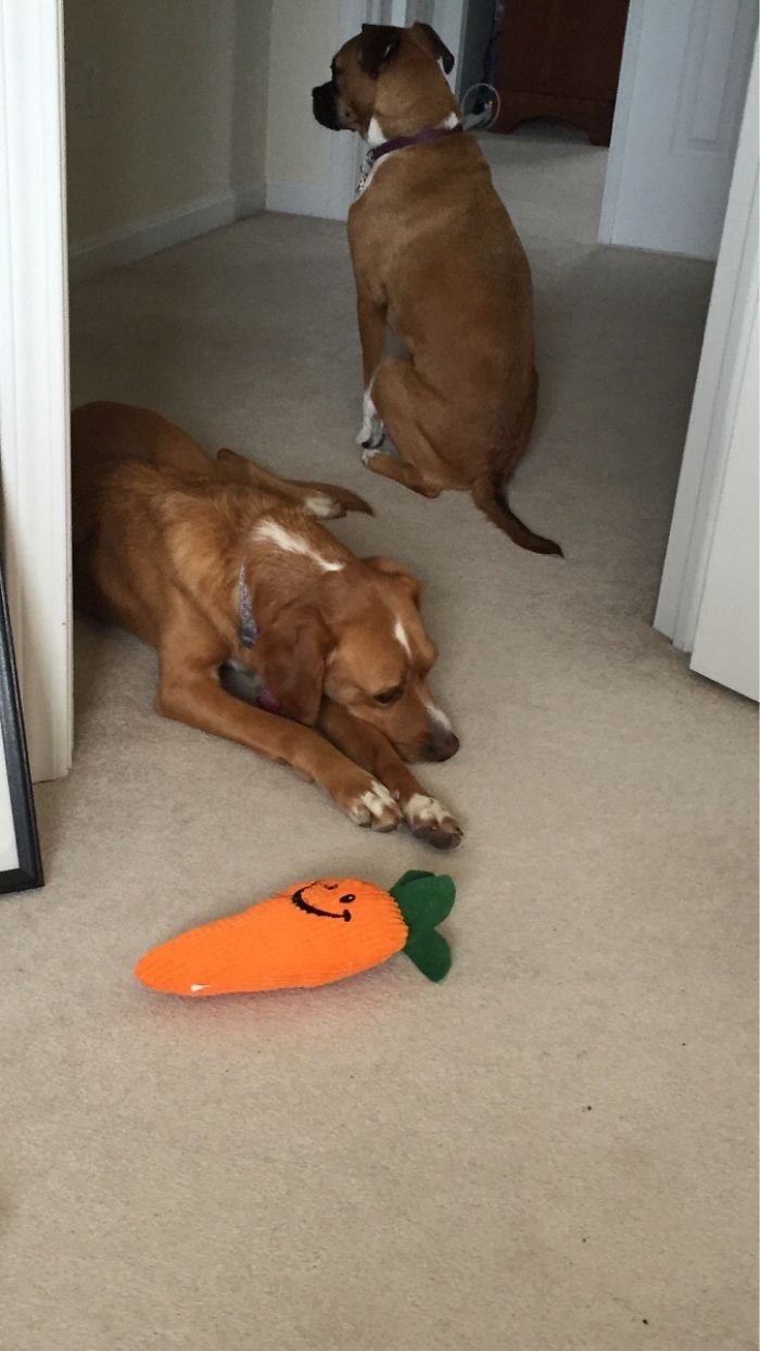 She Knows She's Not Allowed In My Office But She Accidentally Threw Her Carrot In Here. So Now She's Inching Her Way In, Hoping I Won't Notice