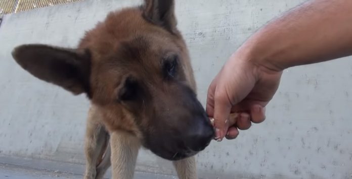 Парень подошел к голодной и худой собаке, когда он положил руку ей на голову, она заплакала