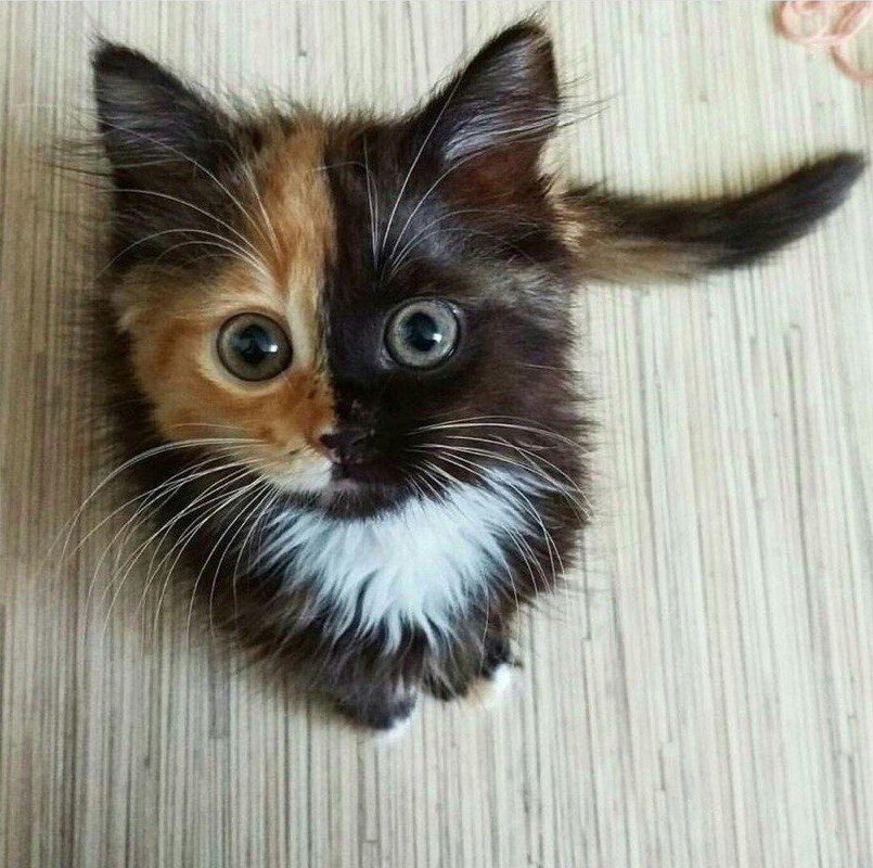Что за чудо эти кошки!