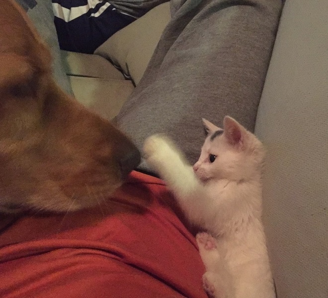 Котенок играет с собакой Котик трогает собаку
