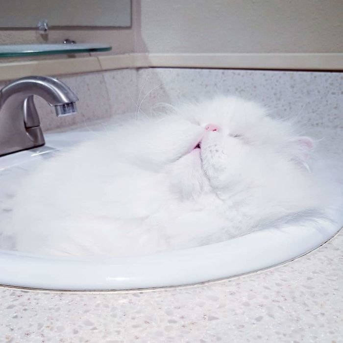 Коты в очередной раз доказали, что они на самом деле жидкость Коты в очередной раз доказали, что они на самом деле жидкость