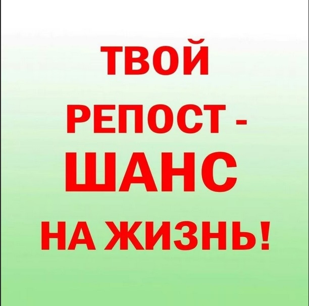 Уважаемые петербуржцы, пожалуйста, помогите забрать котяток с улицы, пока не поздно...