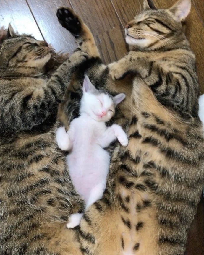 Коты, котрые решили вырастить приемных котят, как собственных детей