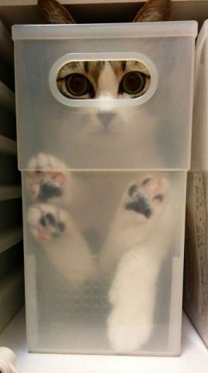 Кошки, которые любят сидеть в самых не подходящих для этого местах