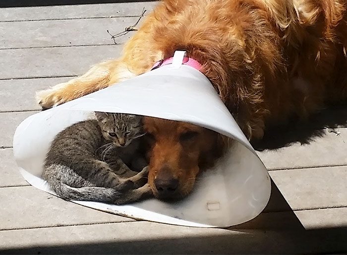 Кошки, которые любят сидеть в самых не подходящих для этого местах