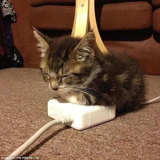 Умная кошка мерзнуть не будет Умная кошка мерзнуть не будет