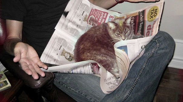 Кошки против книг: 25 кошек, которые хотят, чтобы вы прекратили читать Кошки против книг, кошки которые мешают читать