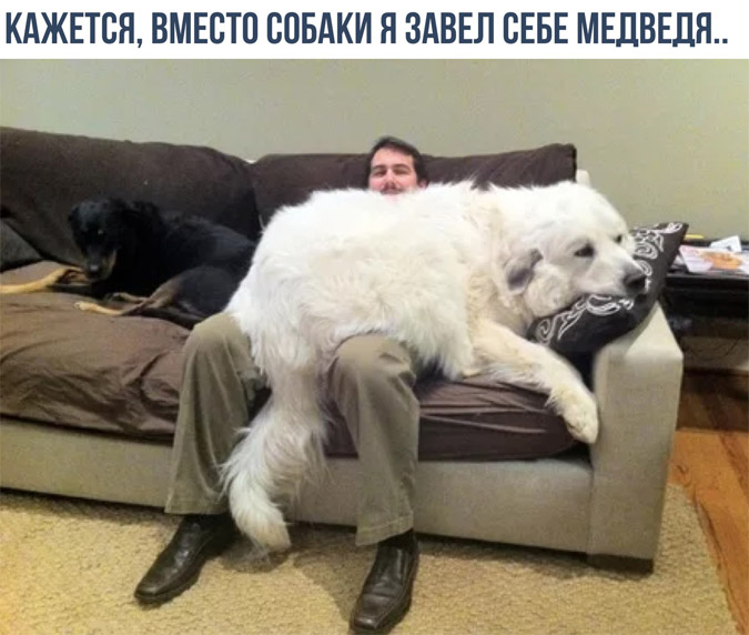 Самые смешные и веселые животные - подборка фотографий №91 5