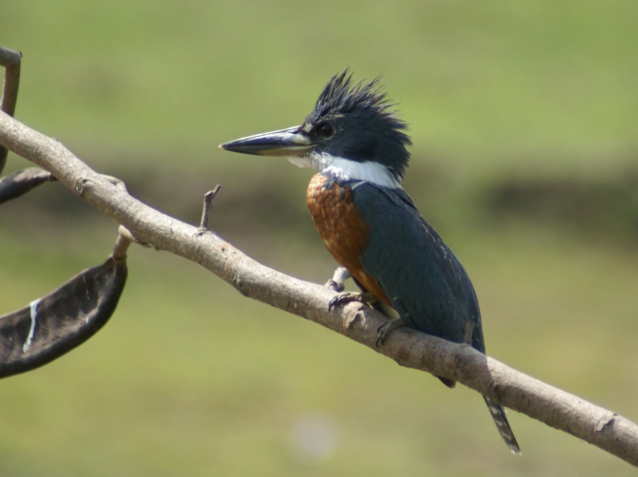 pescador