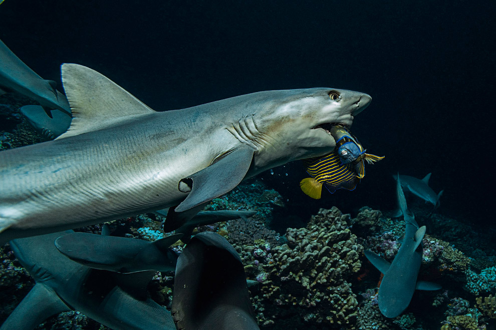 Shark Feeding Frenzy