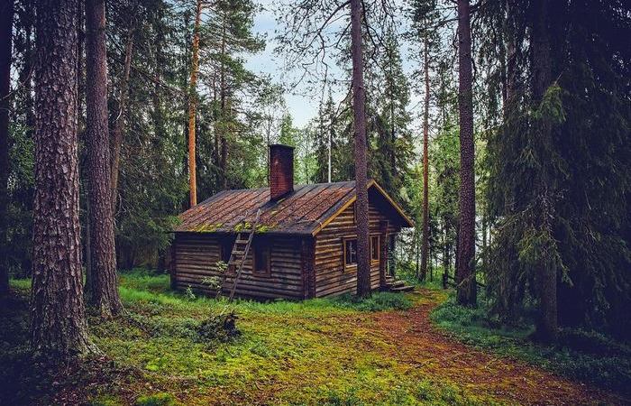 В лесу почти всегда темно. |Фото: mykaleidoscope.ru.